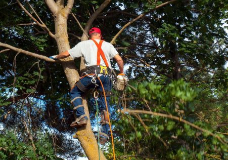 Tree Trimming